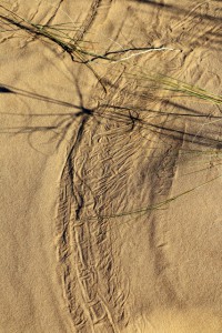 Grassy Art