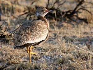Northern Black Korhaan Female