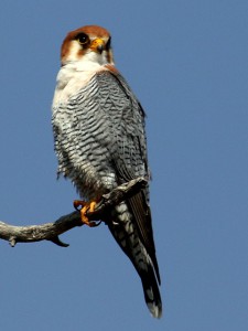 Red-necked Falcon