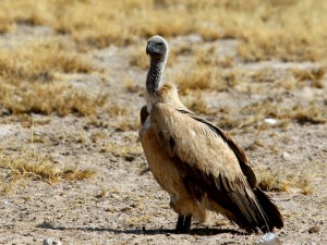 White-backed Vulture