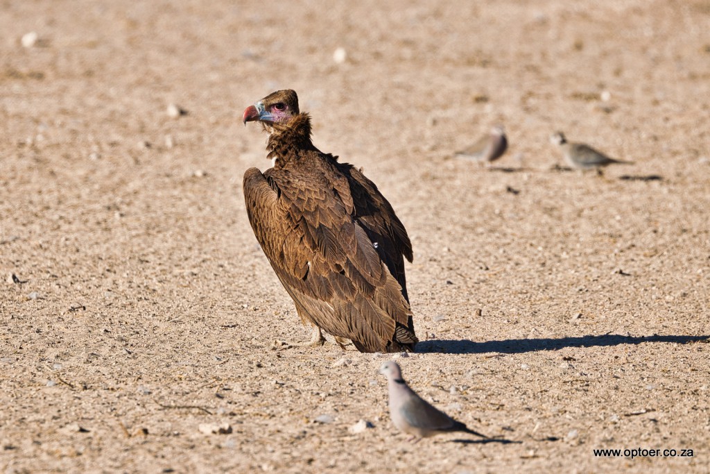 White-Headed Vulture (J)