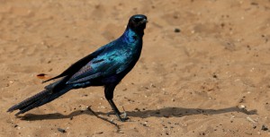 Burchell's  Starling