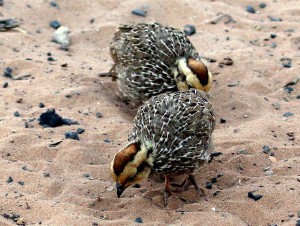 Red-billed Francolin Chicks