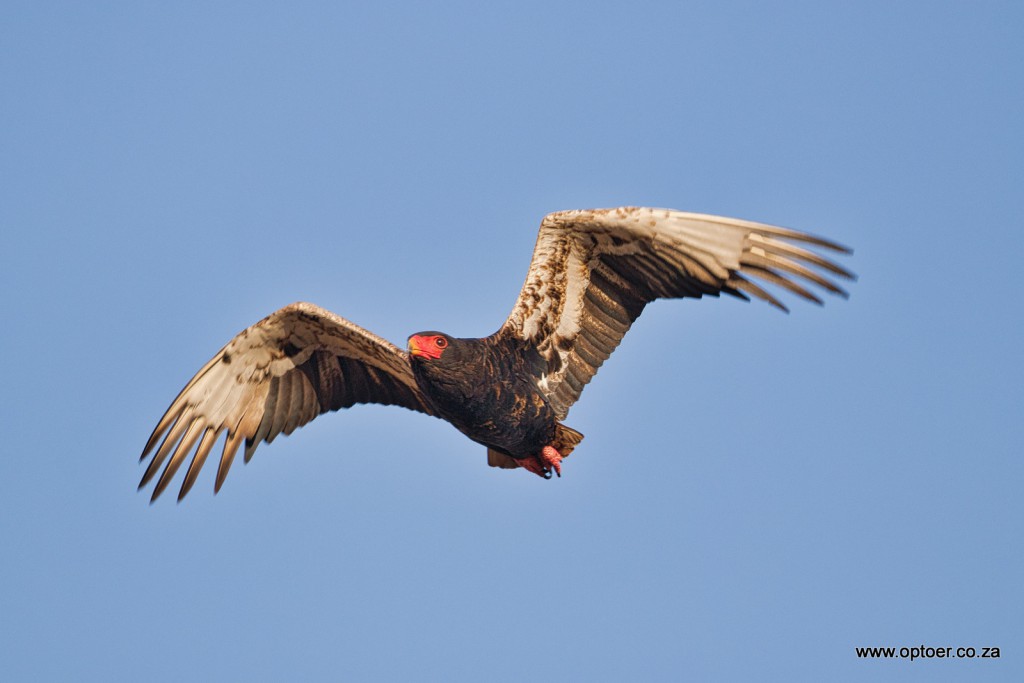 Bateleur (J)