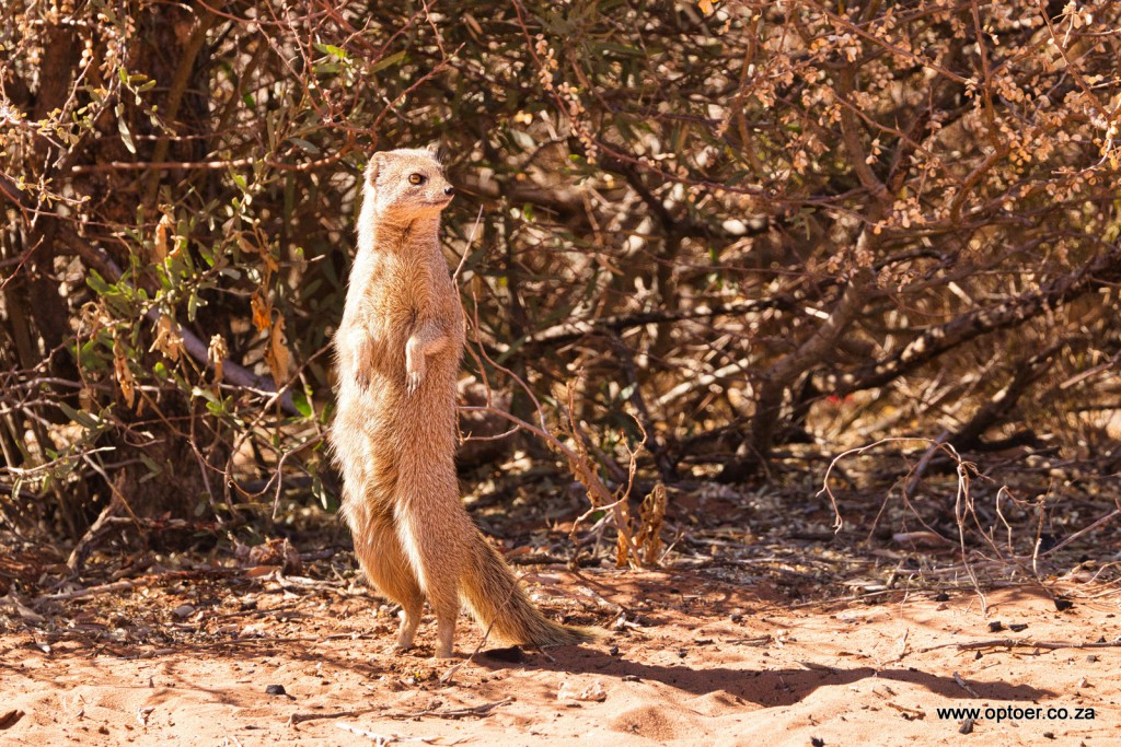 Yellow Mongoose