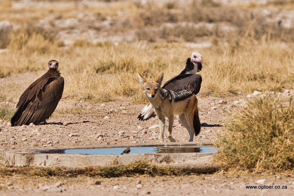 Black-Backed Jackal terrorising vultures