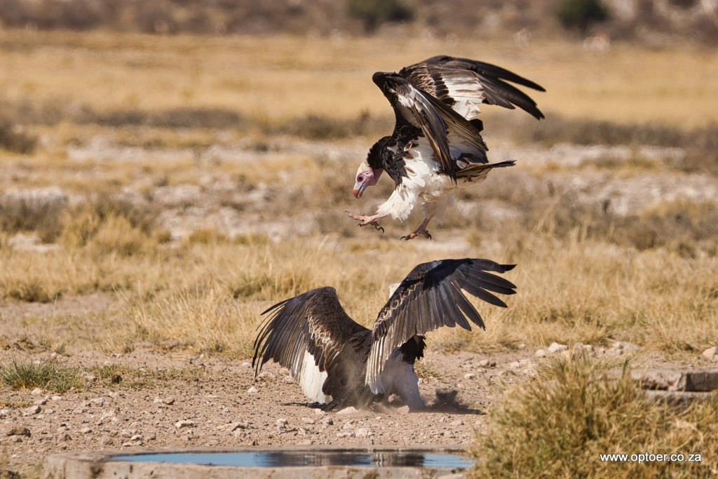 White-Headed Vultures having a dispute