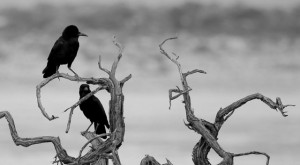 Cape Crow