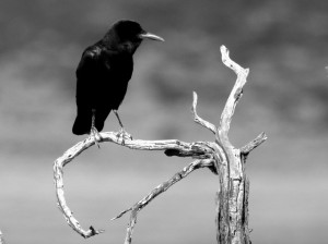 Cape Crow