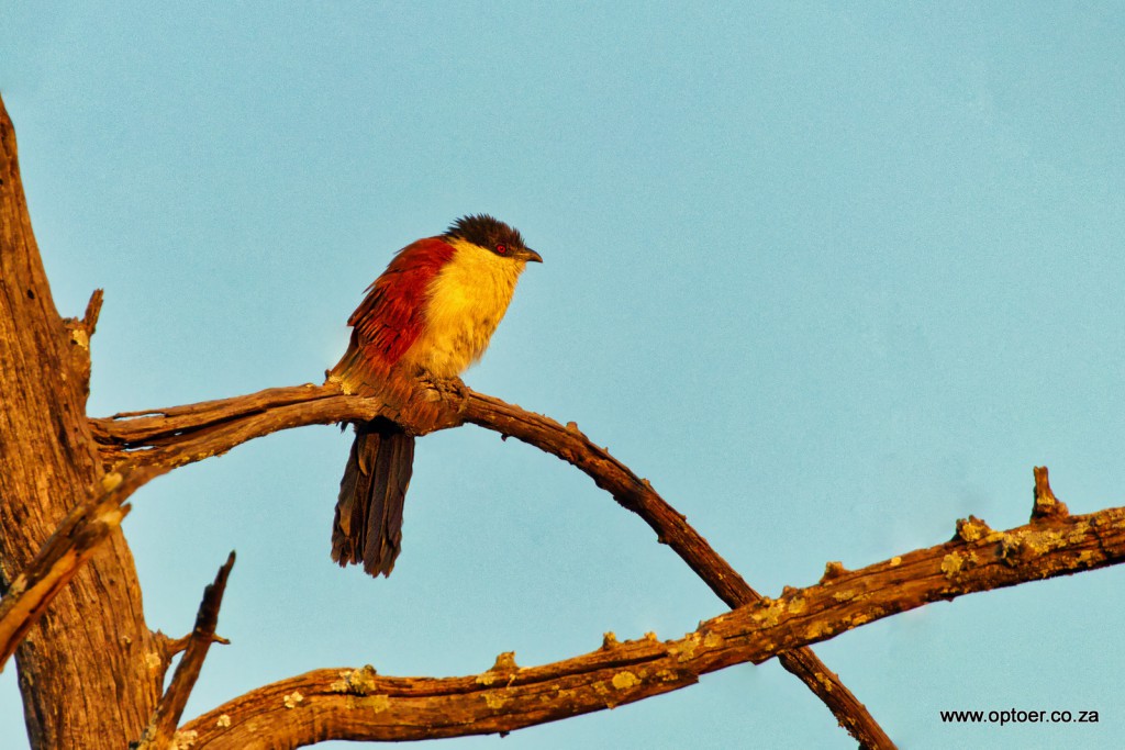 Coppery-Tailed Coucal