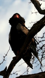 Bateleur