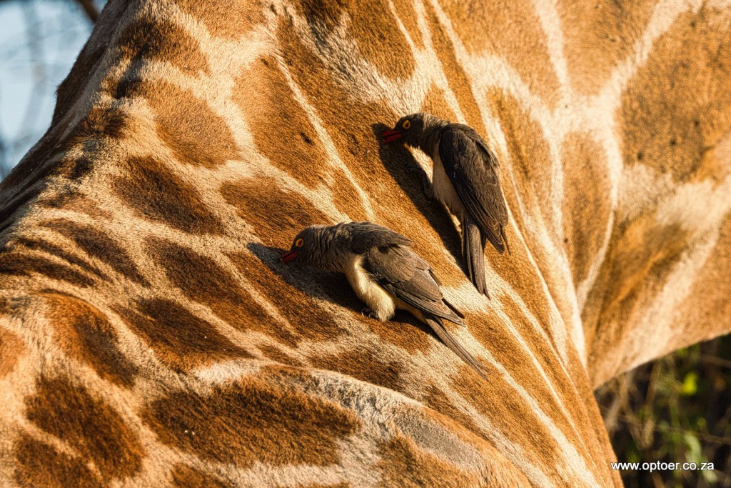 Red-Billed Oxpecker on Giraffe