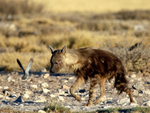 Brown Hyena