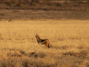 Black-backed Jackal