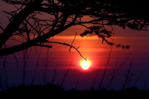Sun on a tree
