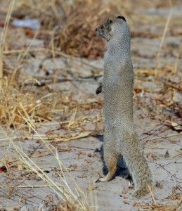Yellow Mongoose