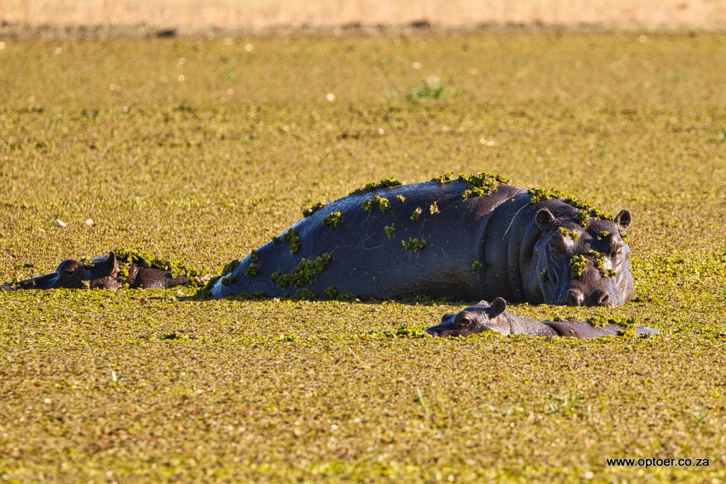 Camouflaged Hippos