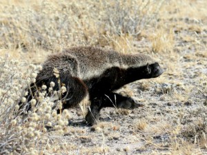 Honey Badger