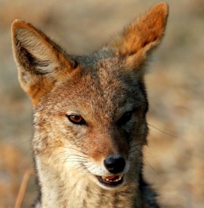 Black-backed Jackal