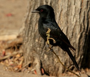 Fork-tailed Drongo