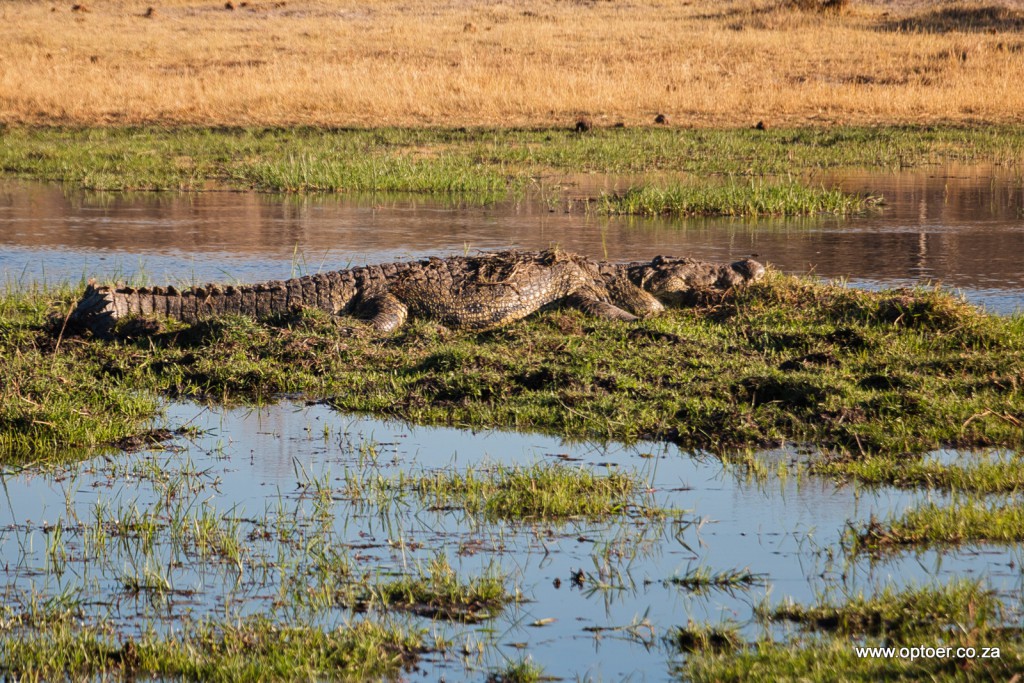 Massive Crocodile in Khwai River