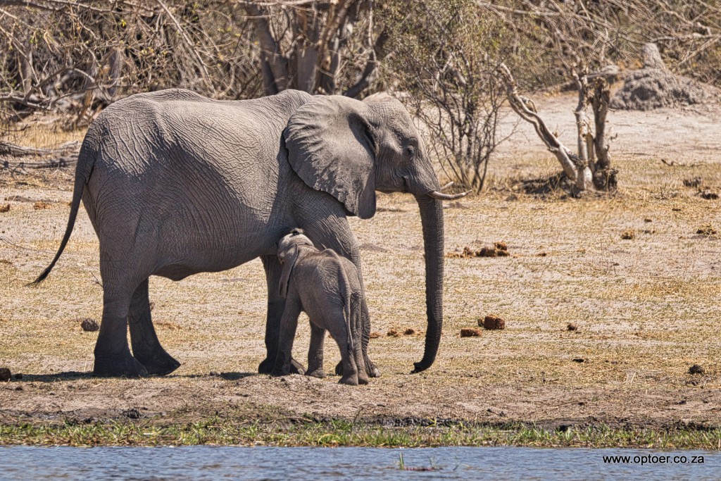 Drinking Elephant