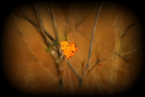 Single Leave