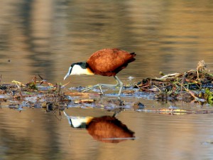 Jacana