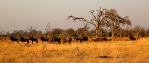 Blue Wildbeest