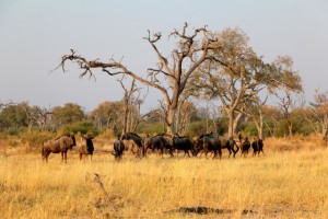 Blue Wildbeest