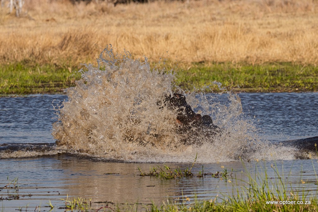 Hippos having a robust discussion in the Khwai River