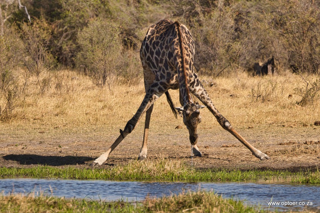 Giraffe drinking