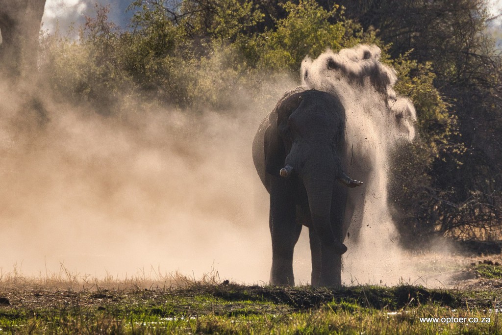 Powder Puffed Elephant