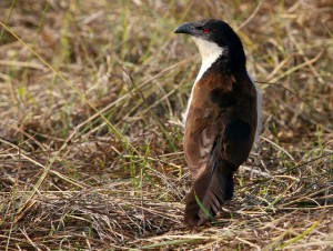 Burchell's Coucal