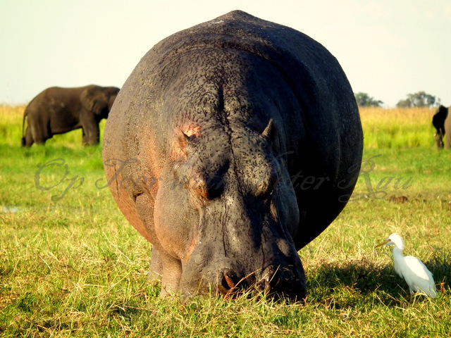 Huge Hippo and egret