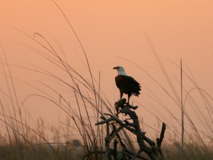Fish Eagle