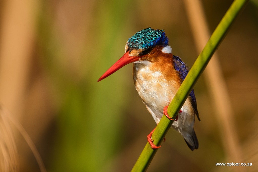 Malachite Kingfisher
