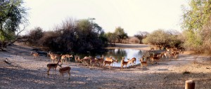 Khama Bird Hide