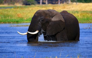 Ivory