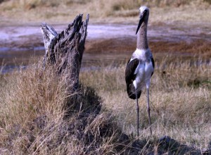 Saddle-billed Stork Chick