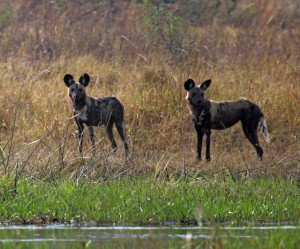 Wild Dog
