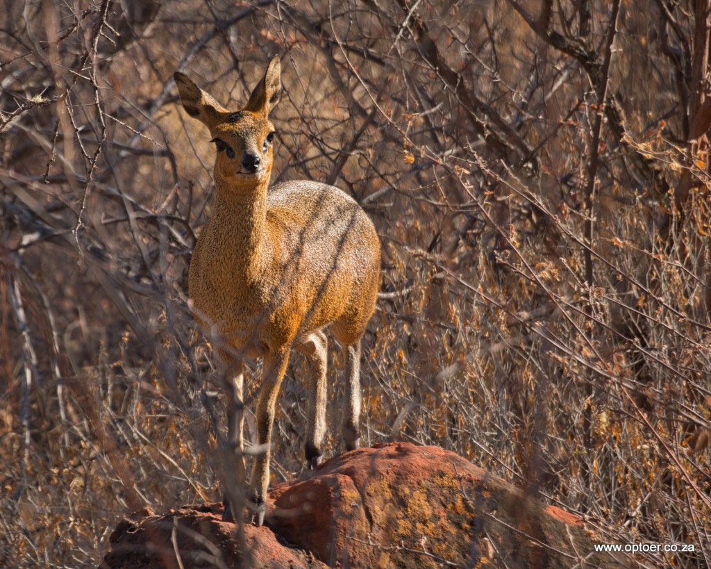 Klipspringer