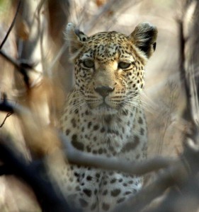 Young Leopard