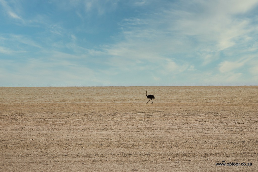 Lonely Ostrich Etosha Pan