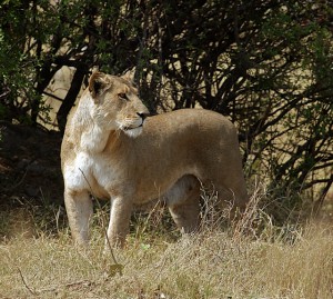Lioness