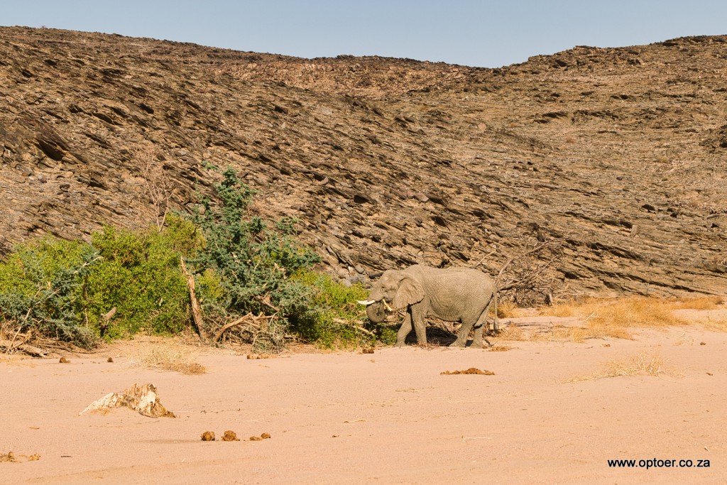 Our first Desert Elephant