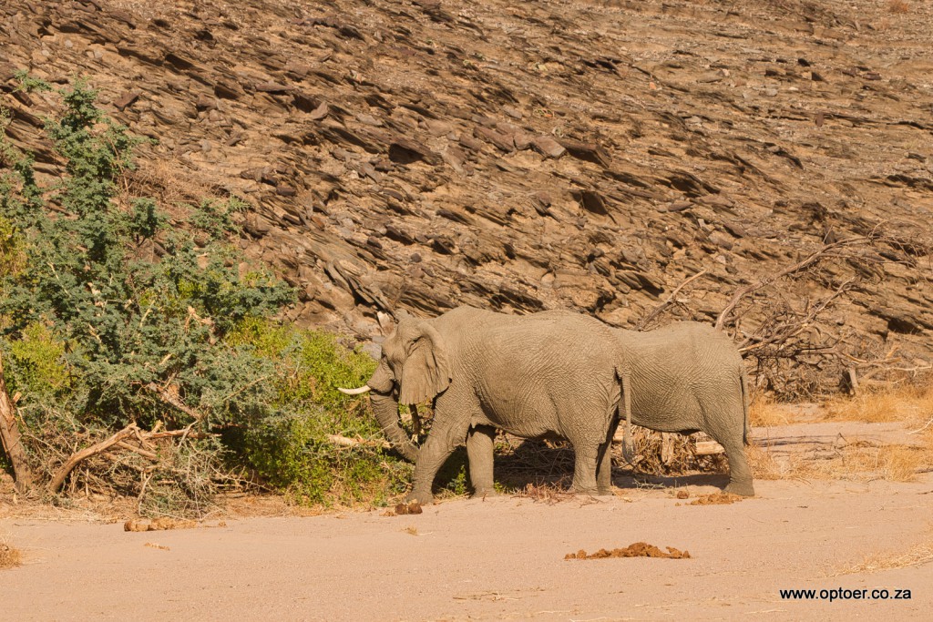 Desert Elephant