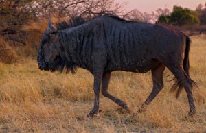 Gnu