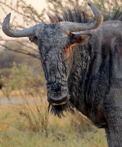 Gnu
