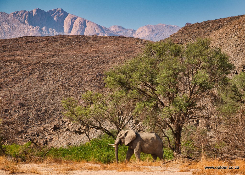 Desert Elephant, Brandberg in the background